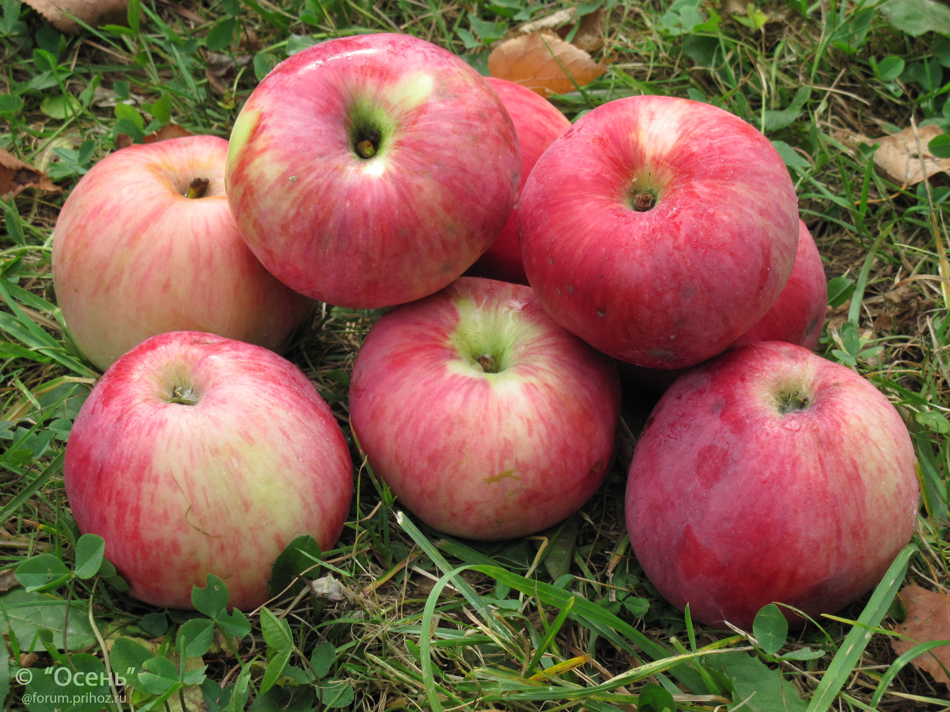 Яблоня Анис Полосатый - описание сорта и фото яблок