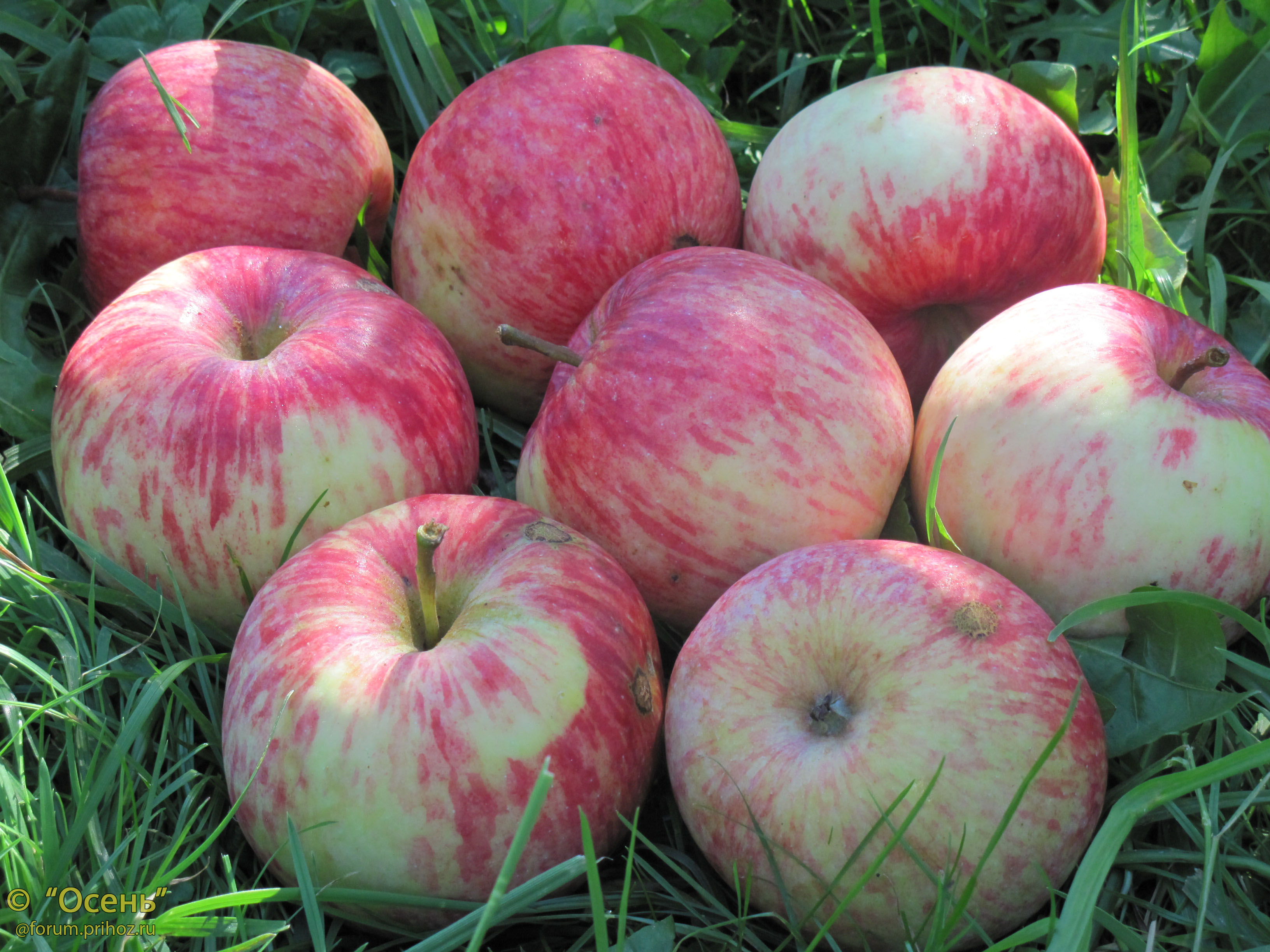 Яблоня Бельфлер-китайка - описание сорта и фото яблок