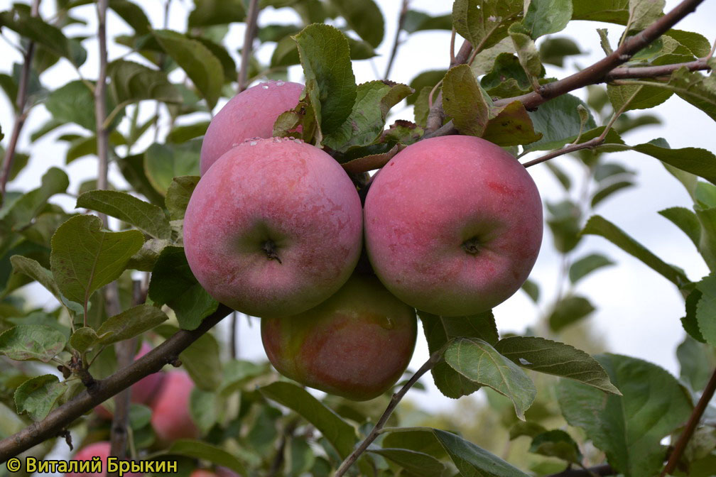 Внешний вид и размеры яблока
