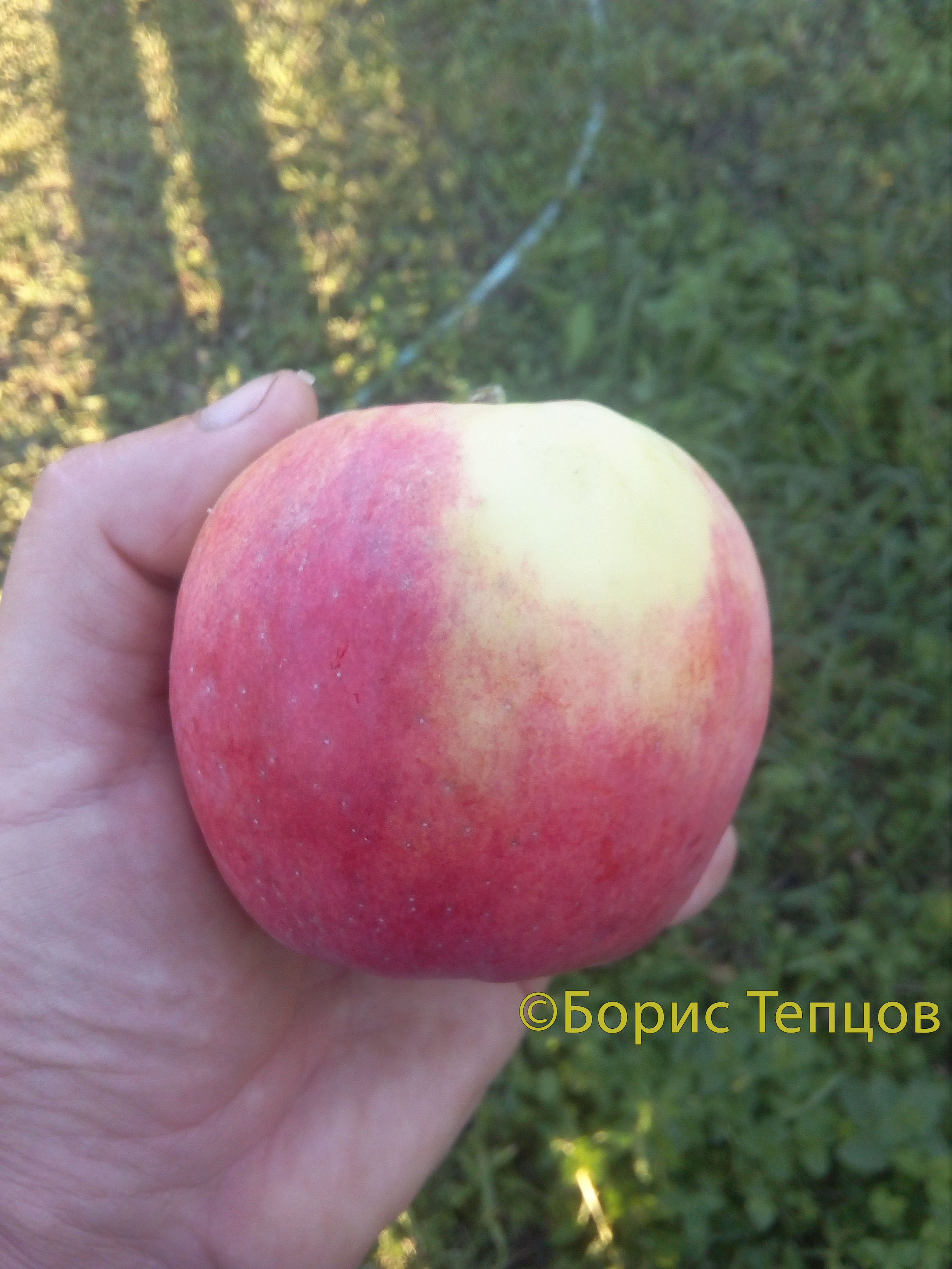 Яблони Афродита И Описание