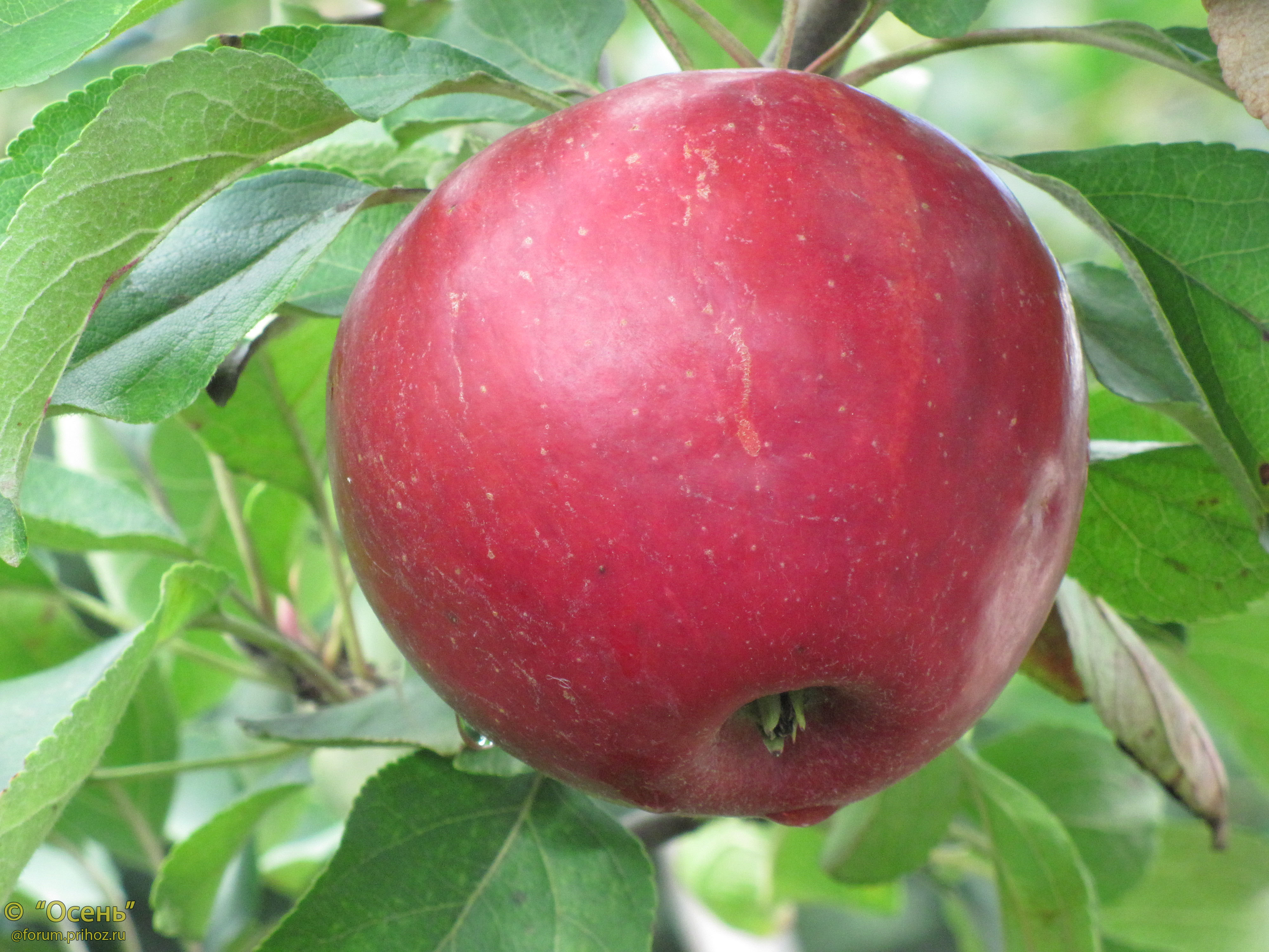 Сорт яблок корей фото и описание