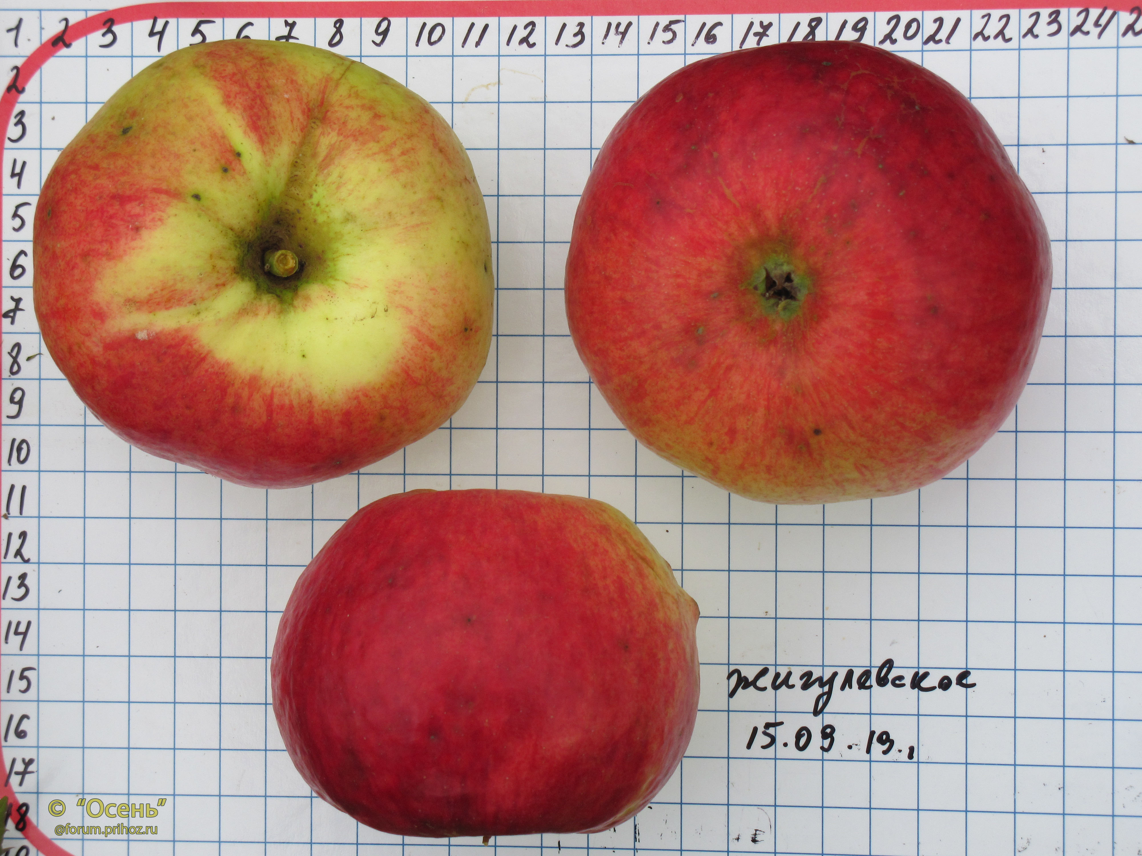 Сорт яблок жигулевское фото и описание сорта фото
