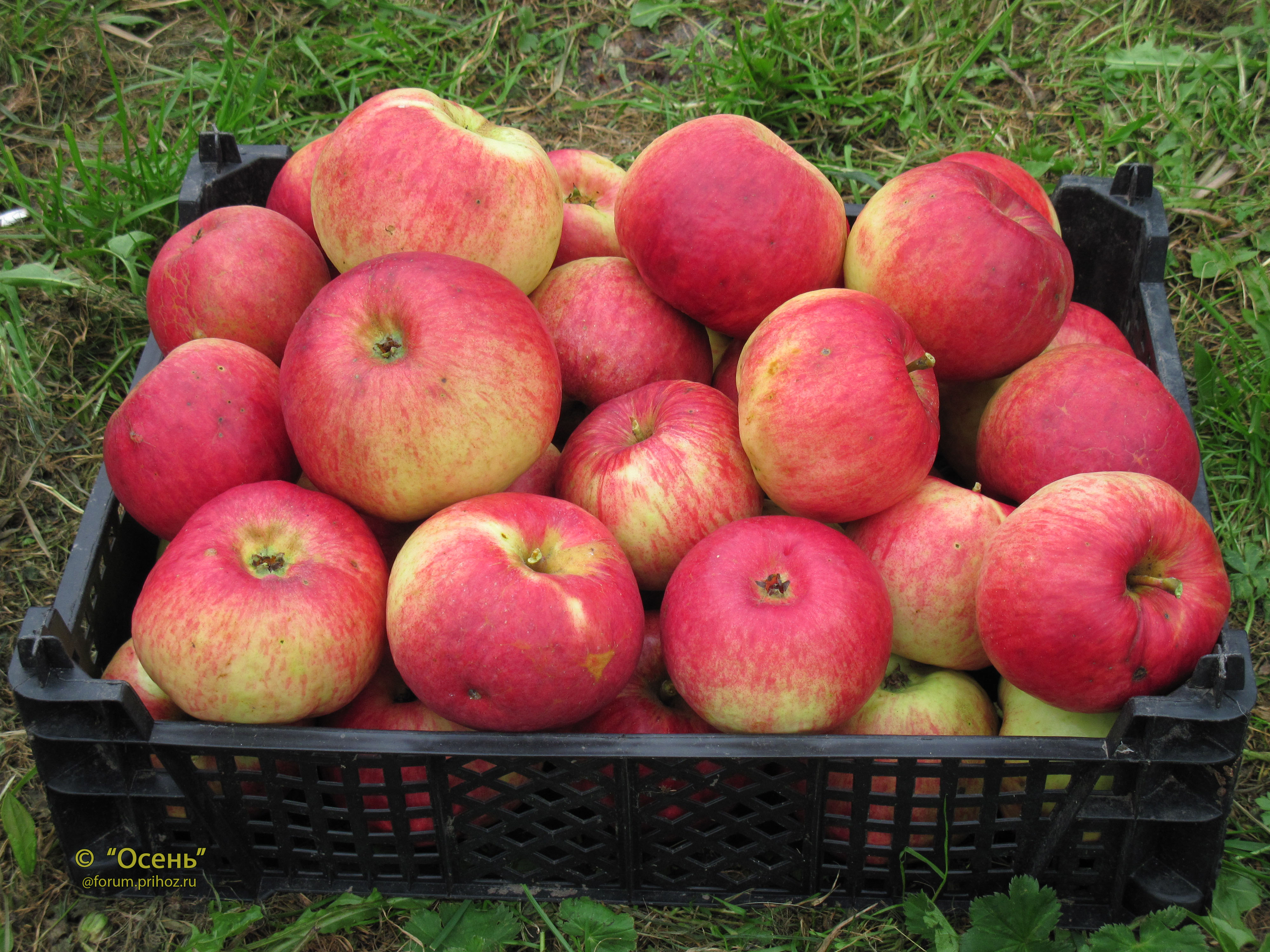 Жигулевское яблоня описание фото отзывы садоводов