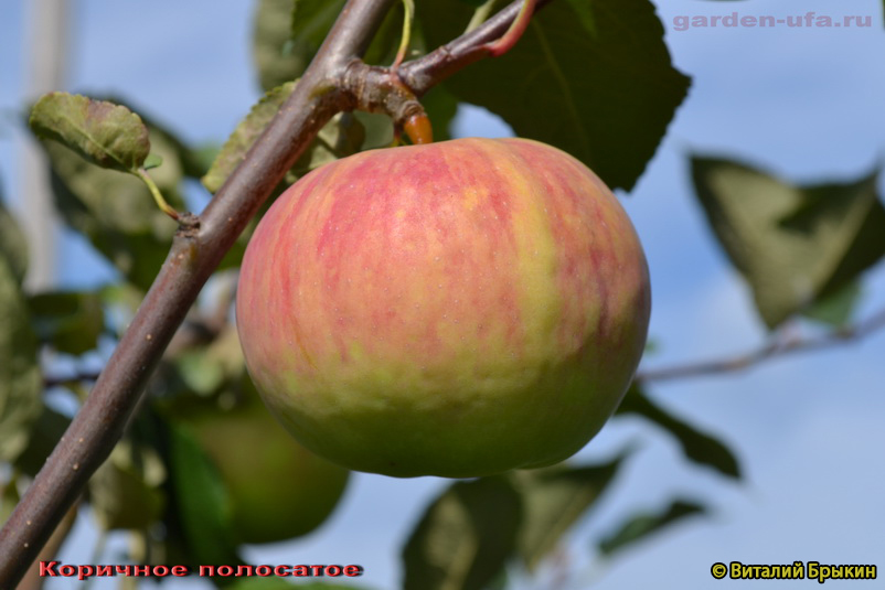 Яблоня Коричное Полосатое - описание сорта и фото яблок