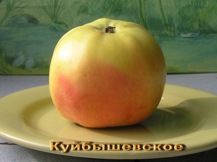 Яблоня куйбышевское описание сорта фото