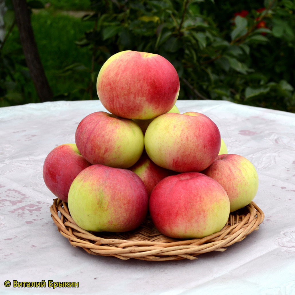 Яблоня Марат Бусурин - описание сорта и фото яблок