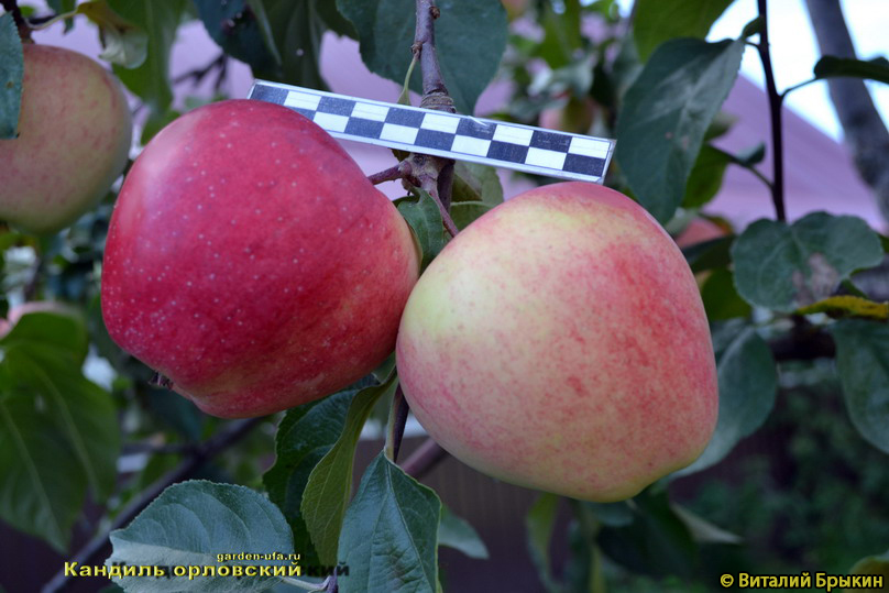 Яблоня Кандиль Орловский - описание сорта и фото яблок
