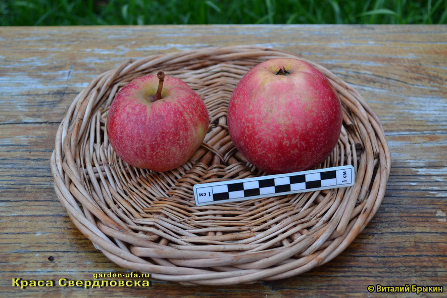 Яблоня Краса Свердловска. Яблоня Краса Свердловска фото. Краса Свердловска яблоня описание. Яблоня Краса Свердловска описание сорта фото.