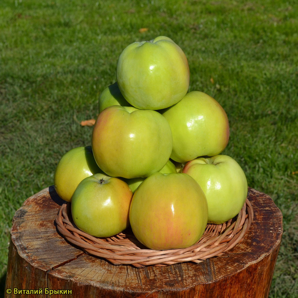 Описание сорта яблони Куйбышевское