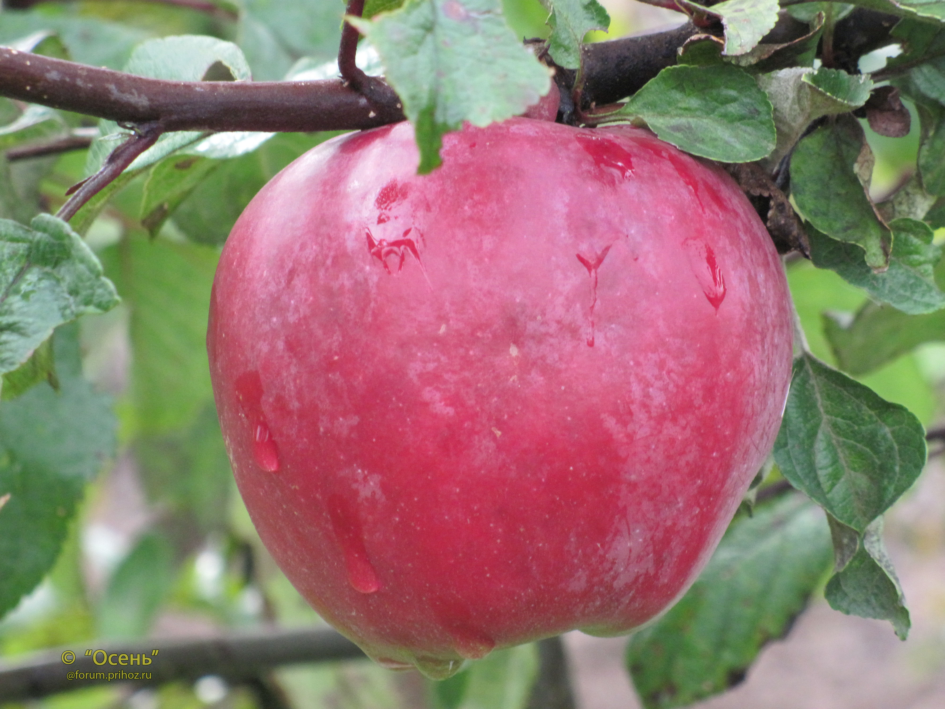 Яблоня Звёздочка - описание сорта, отзывы и фото яблок