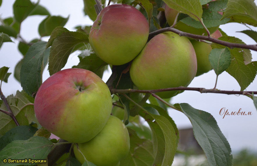 Яблоня Орловим - описание сорта и фото яблок