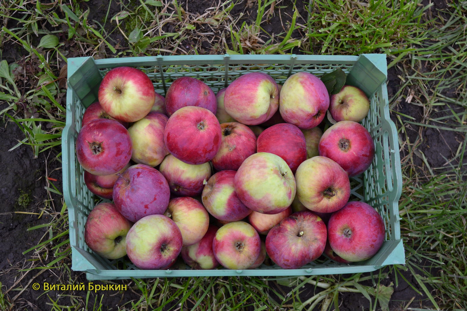 Яблоня Орлик - описание сорта и фото яблок