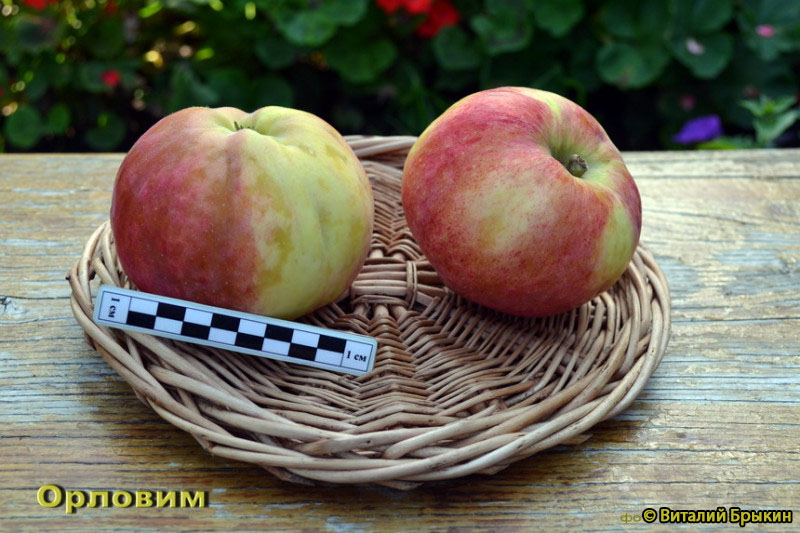 Яблоня Орловим - описание сорта и фото яблок