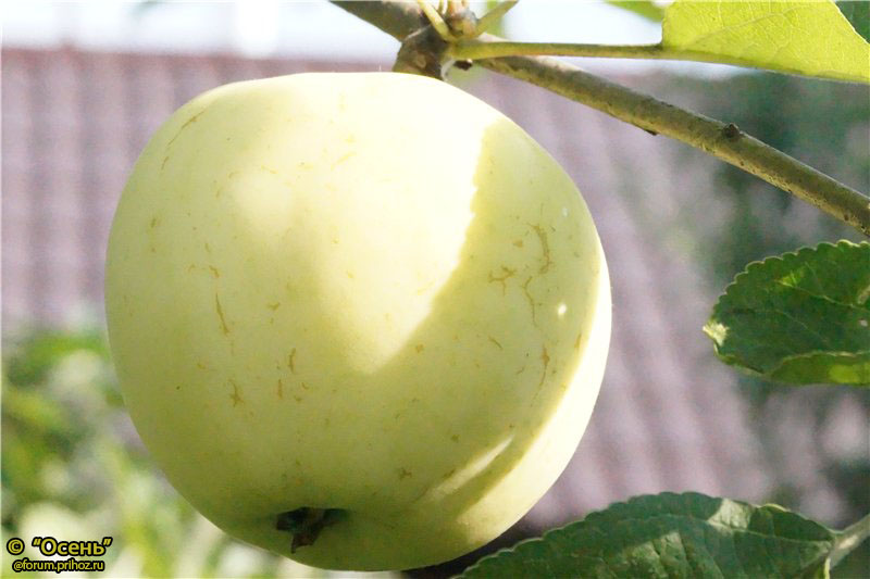 Яблоня Папировка - описание сорта и фото яблок