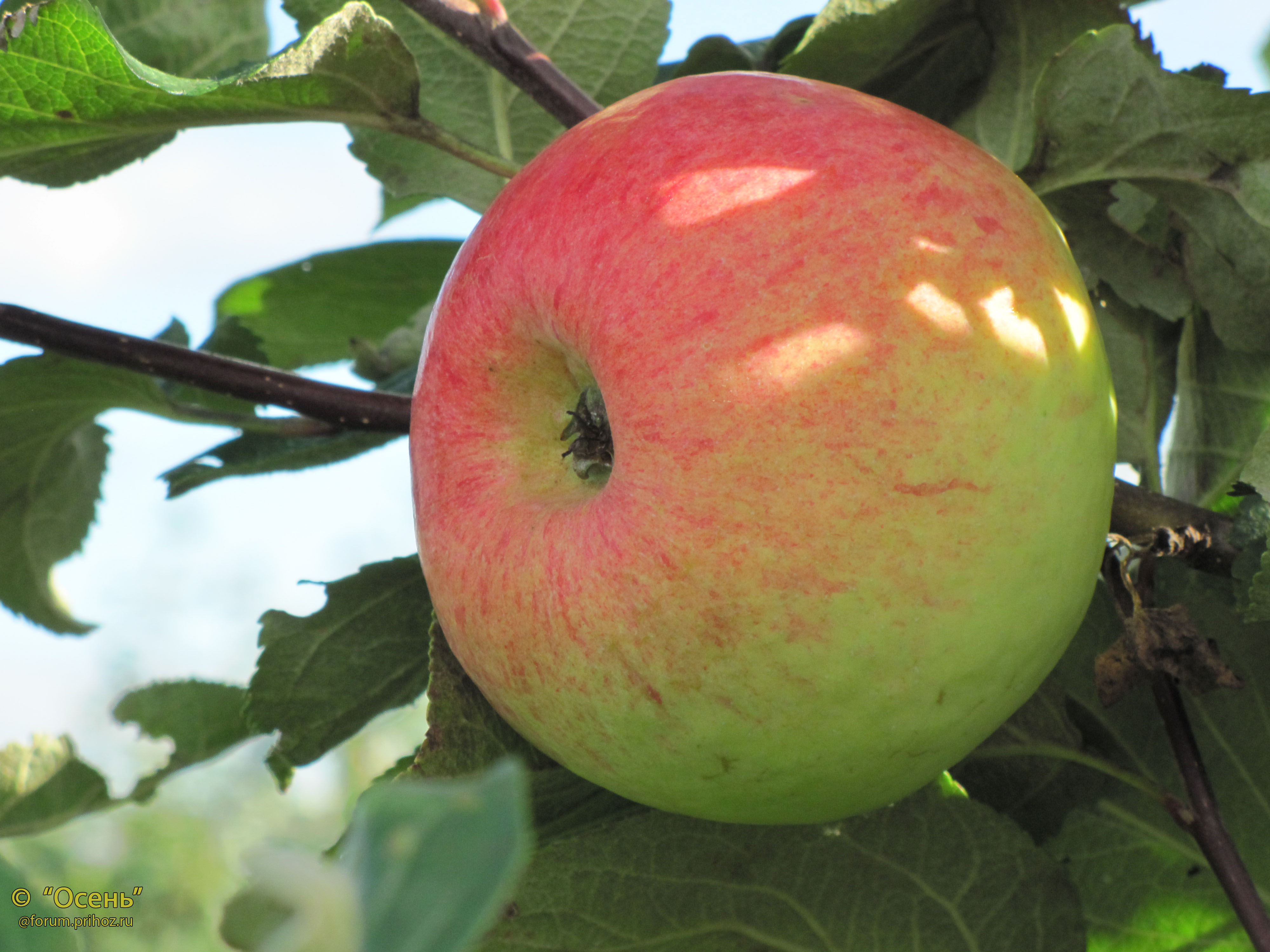 Яблоня Персиянка - описание сорта и фото яблок