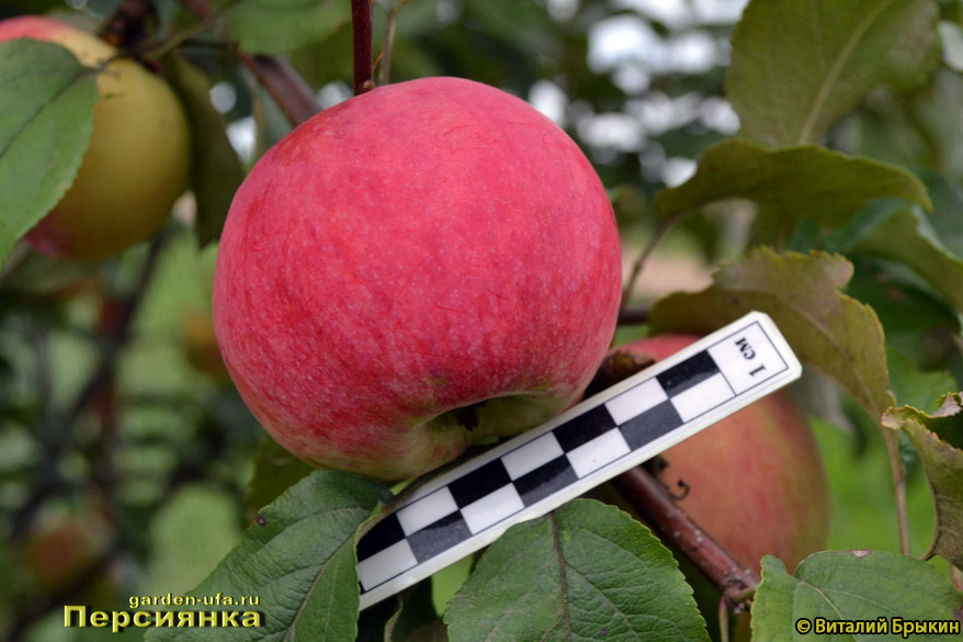 Выращивание яблони сорта 