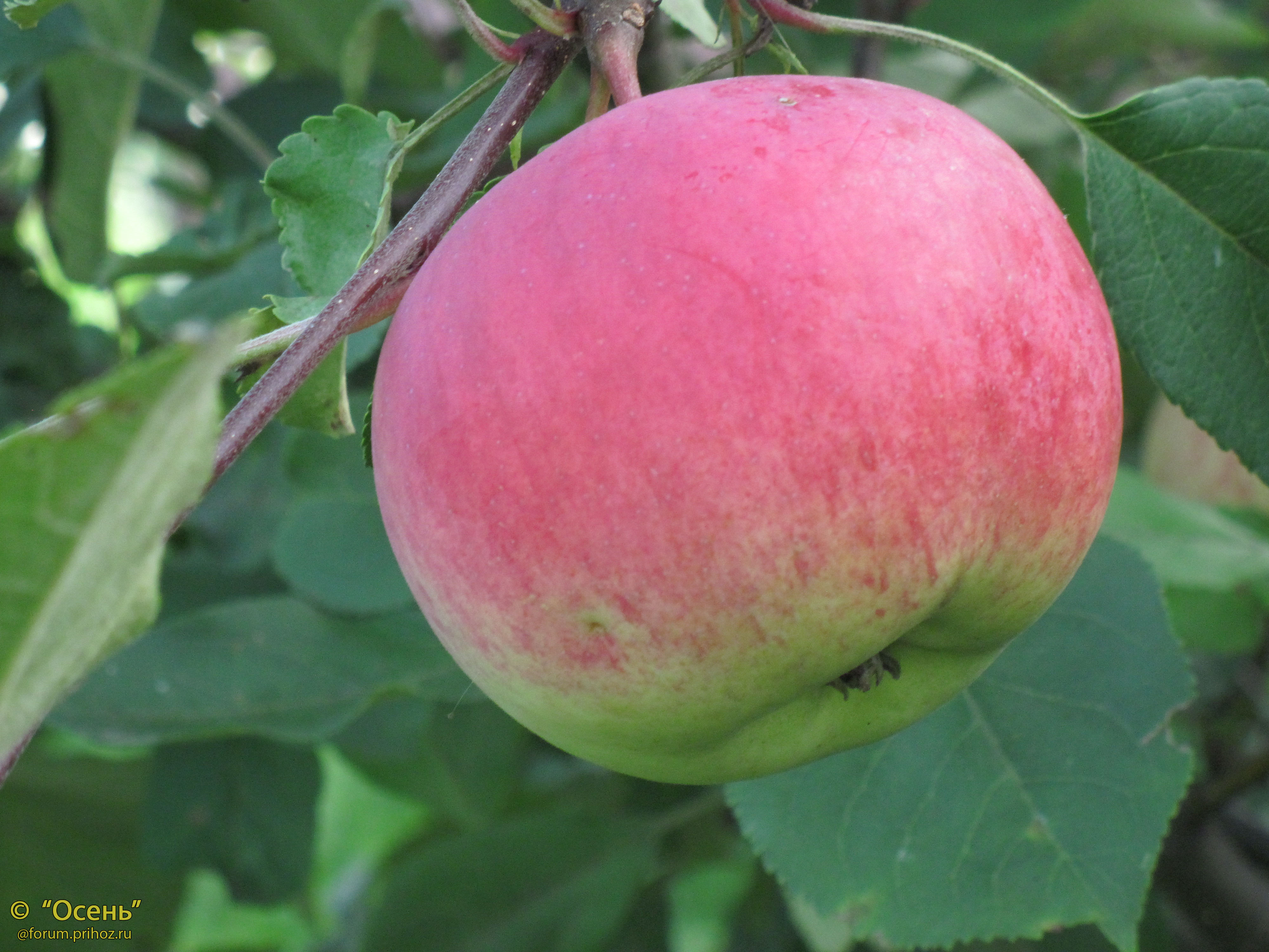 Яблоня Родниковая - описание сорта и фото яблок