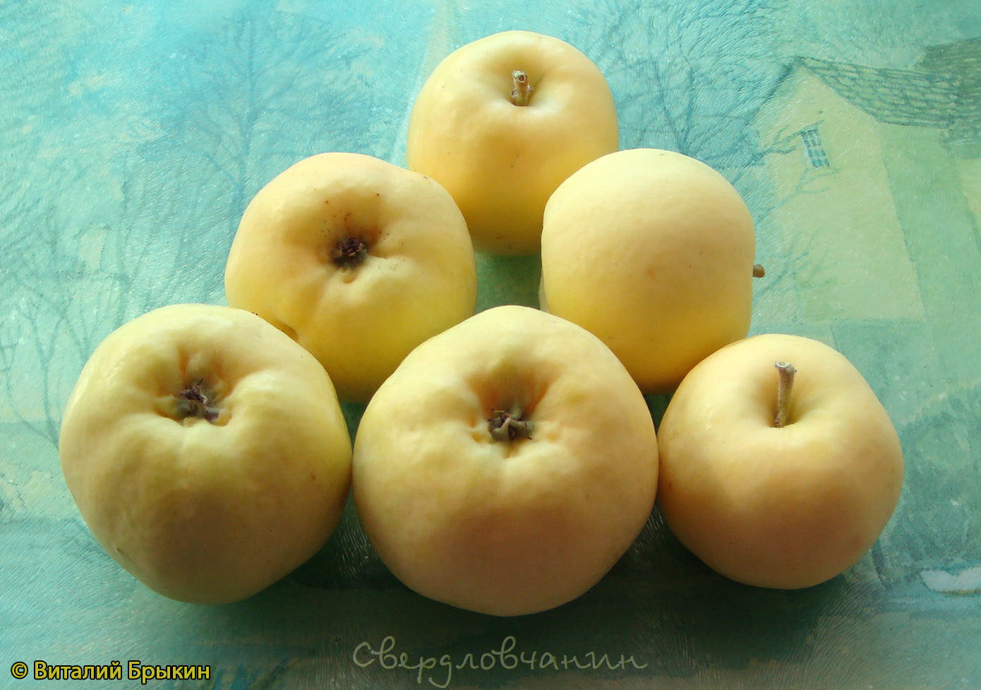 Яблоня Свердловчанин - описание сорта и фото яблок