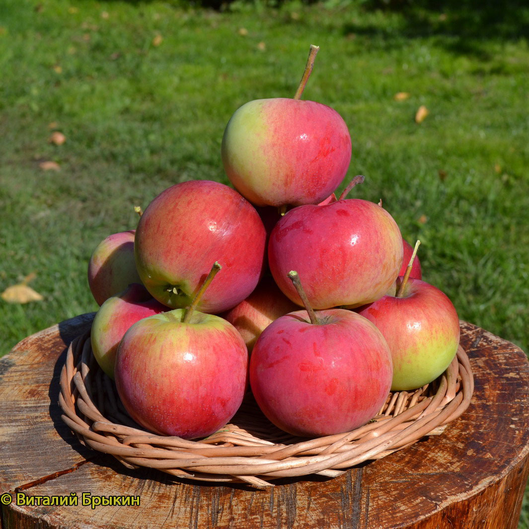 Яблоня Родниковая - описание сорта и фото яблок