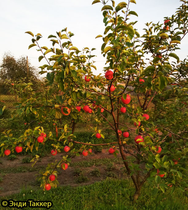 Яблоня Солнышко - описание сорта и фото яблок