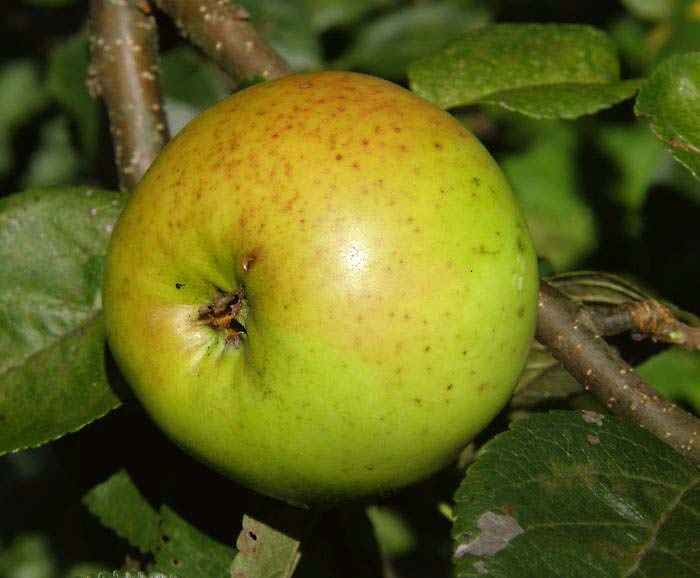 Яблоня Ладога - описание сорта и фото яблок