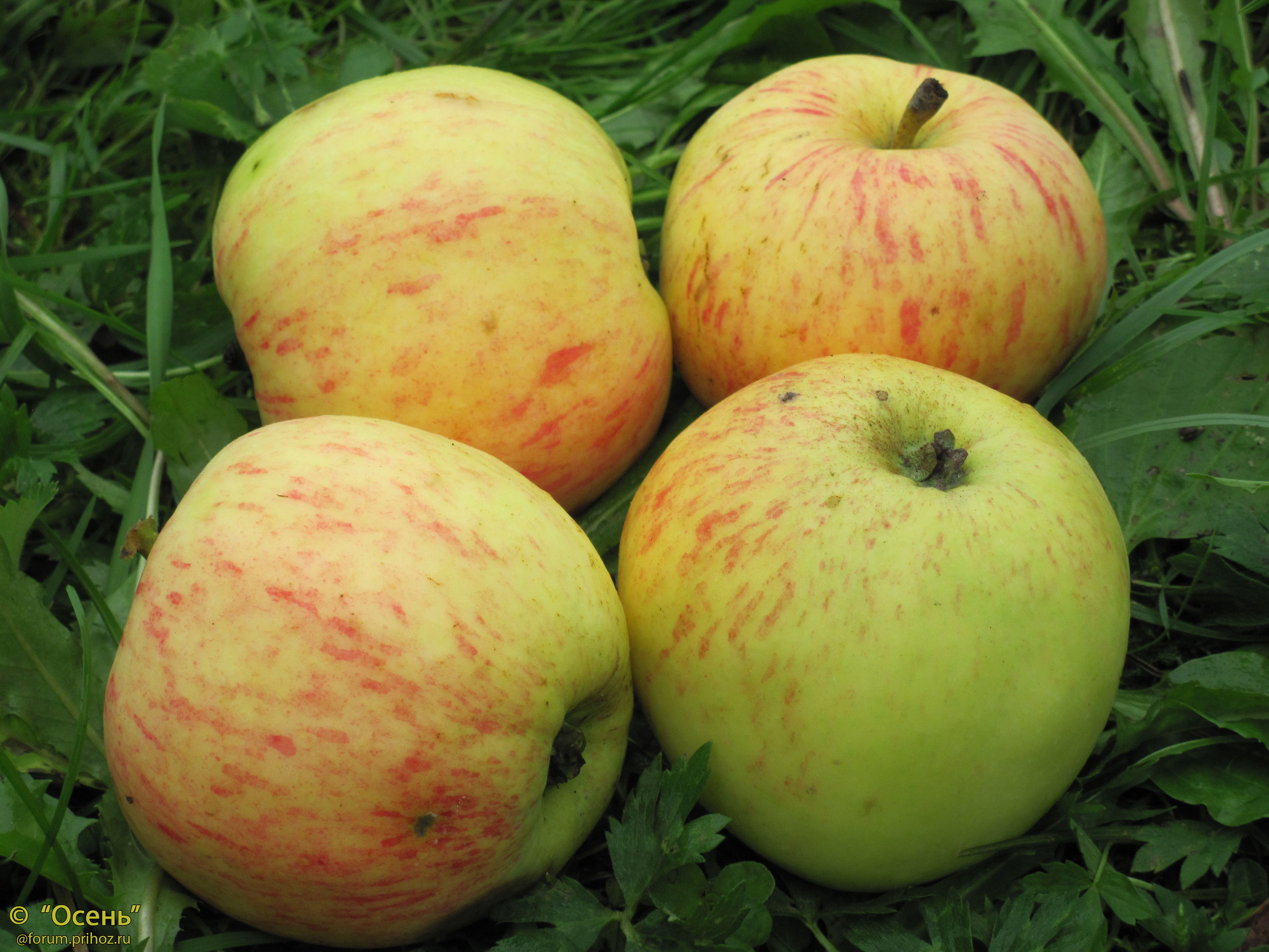 Тамбовская яблоня описание сорта фото