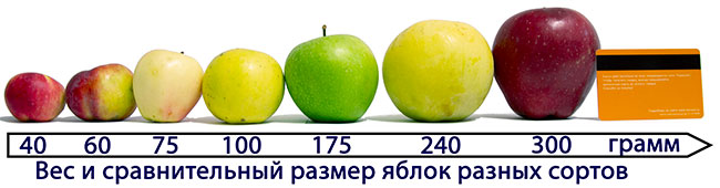 Яблоня Пионер Севера - описание сорта и фото яблок