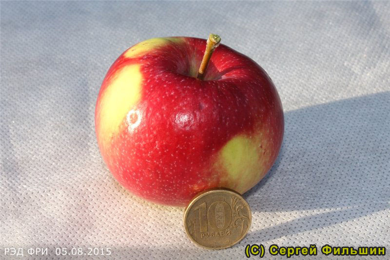 Яблоня Ред Фри - описание сорта и фото яблок