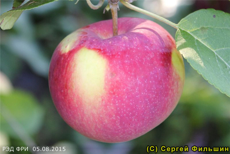 Яблоня Ред Фри - описание сорта и фото яблок