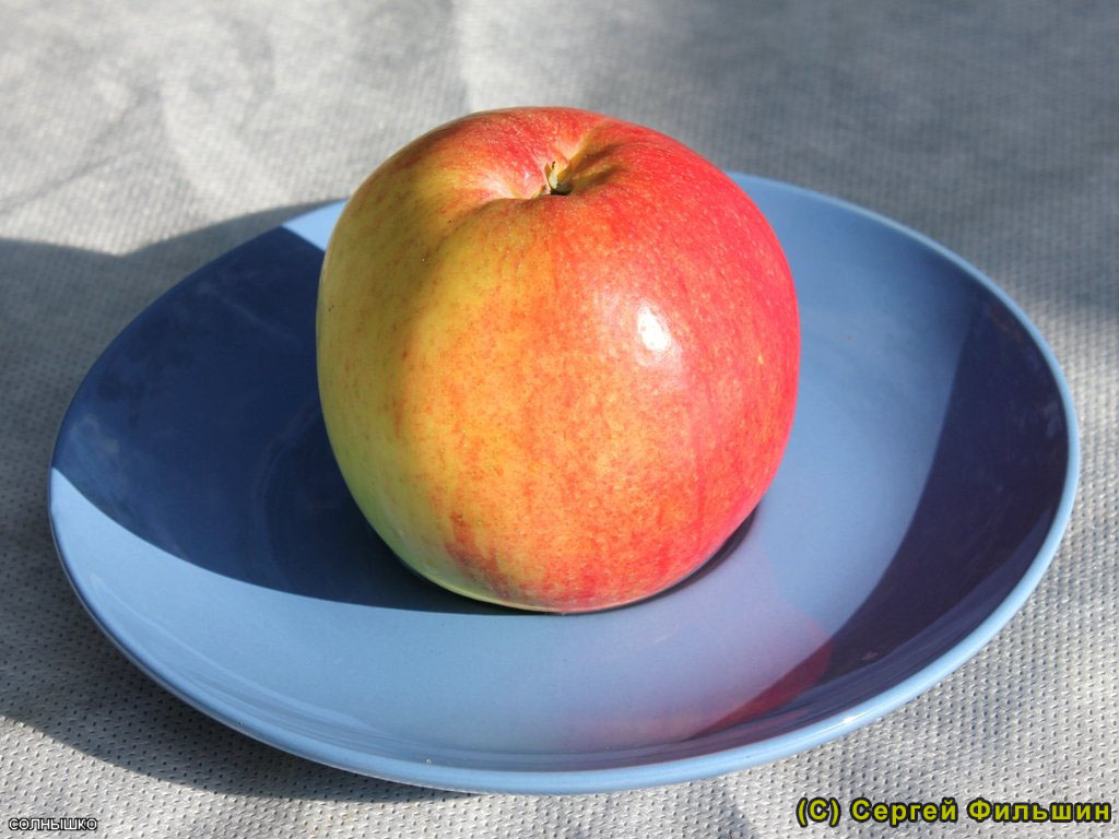 Яблоня Солнышко - описание сорта и фото яблок