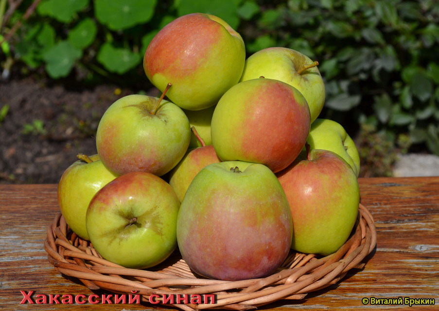 Яблоня Хакасский Синап - описание сорта и фото яблок