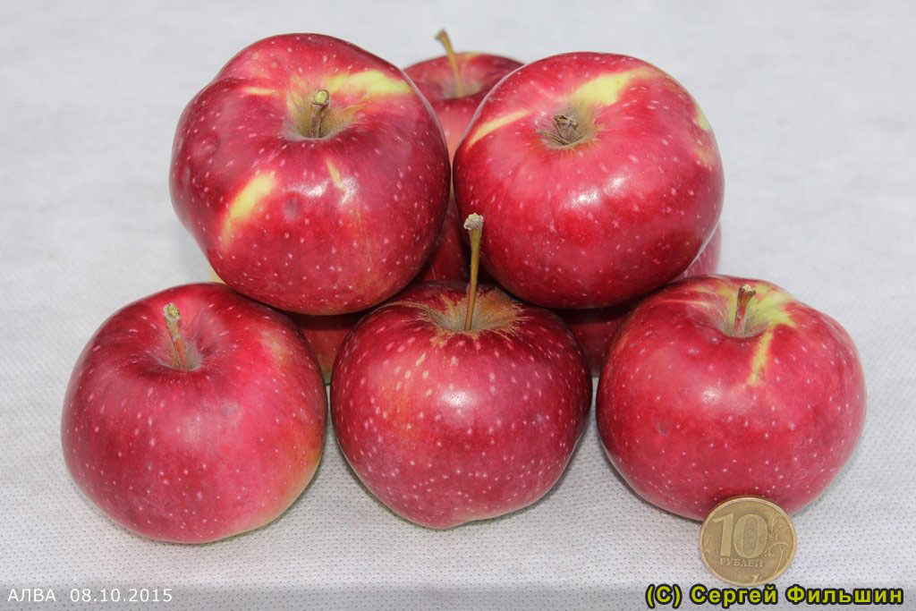 Долгоиграющее фруктовое удовольствие! Выбираем лучшие зимние сорта яблок, хранящиеся до весны