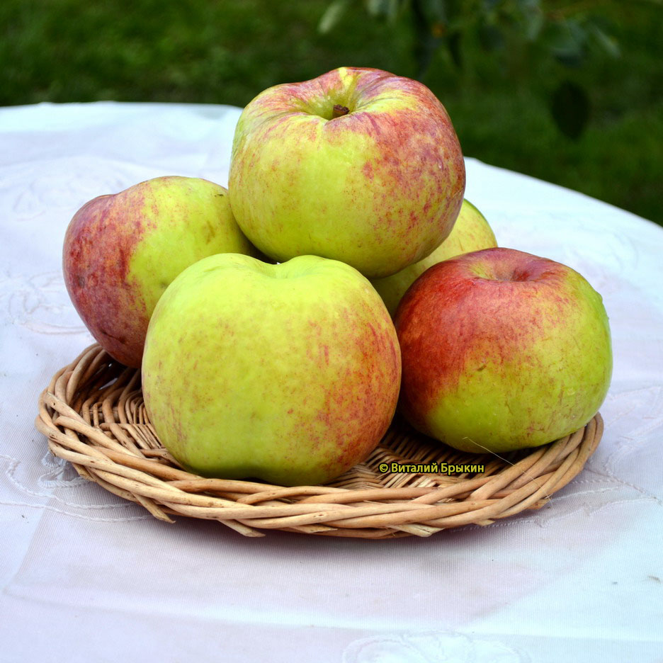 Можно ли сделать так, чтобы яблони плодоносили каждый год?