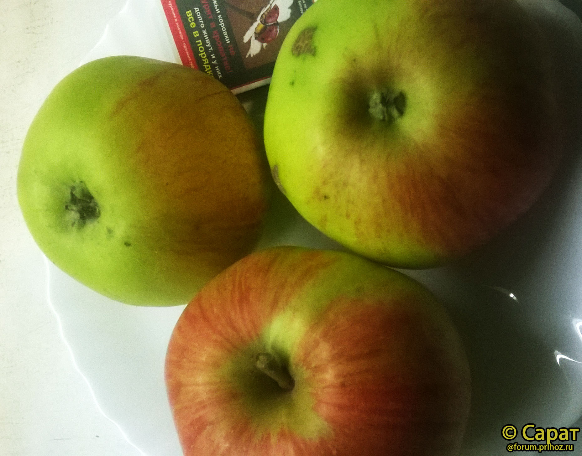 Яблоня Вербное - описание сорта и фото яблок