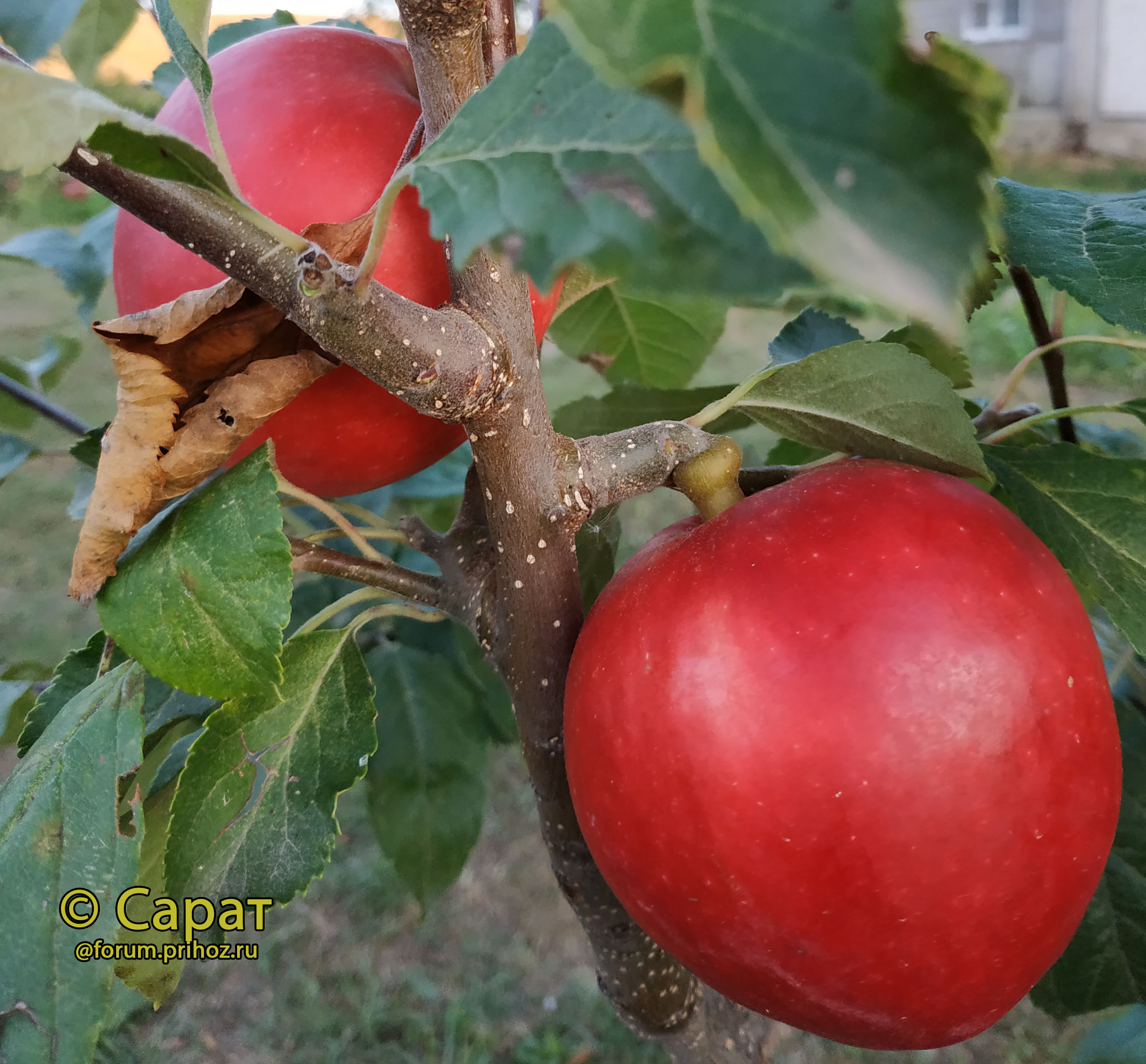 Дарья яблоко на ветке