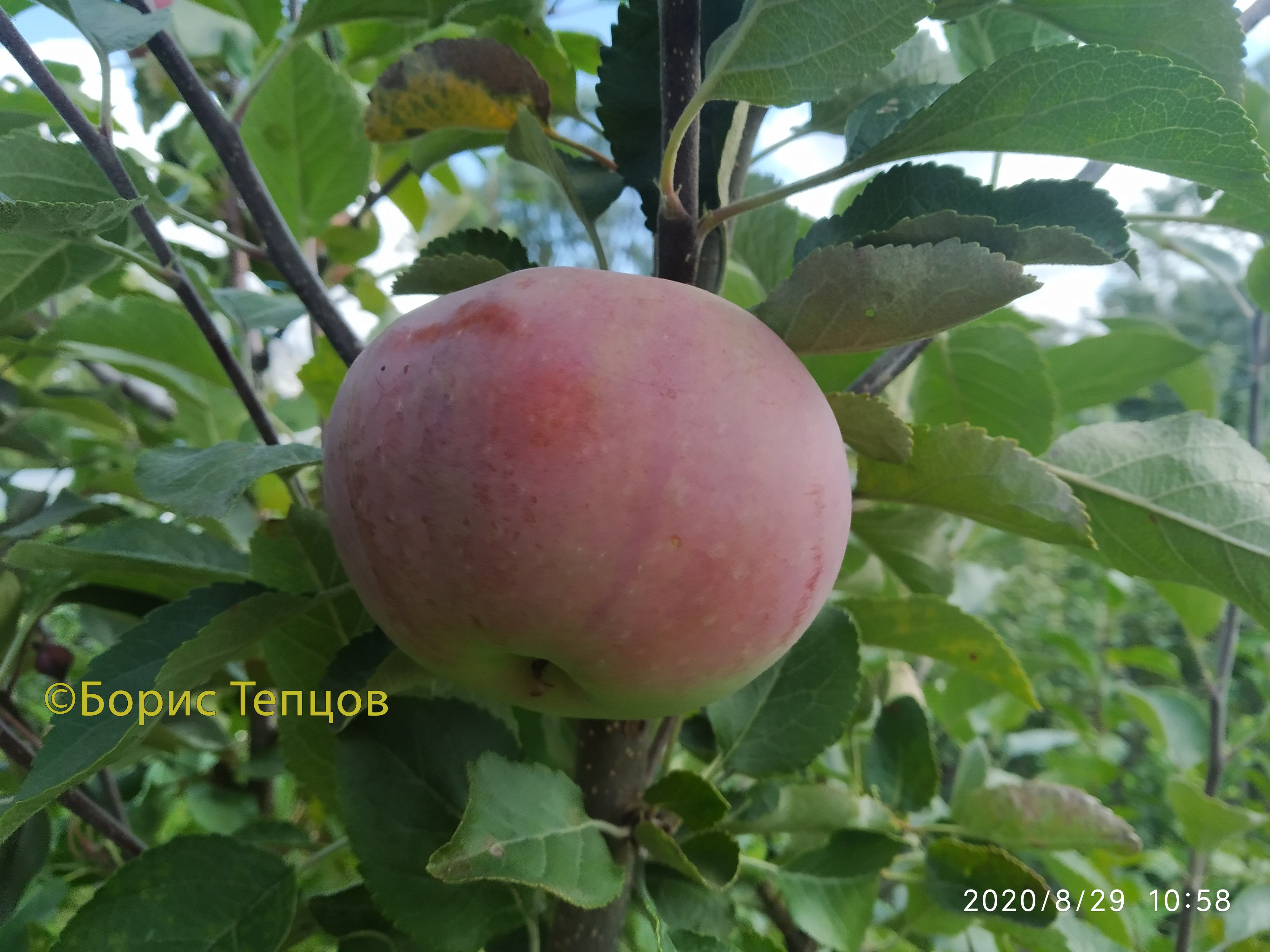 Вкусовые качества яблок