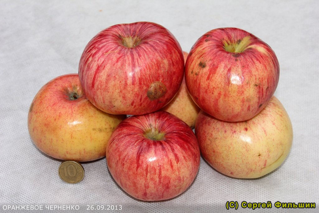 Яблоня Оранжевое - описание сорта и фото яблок