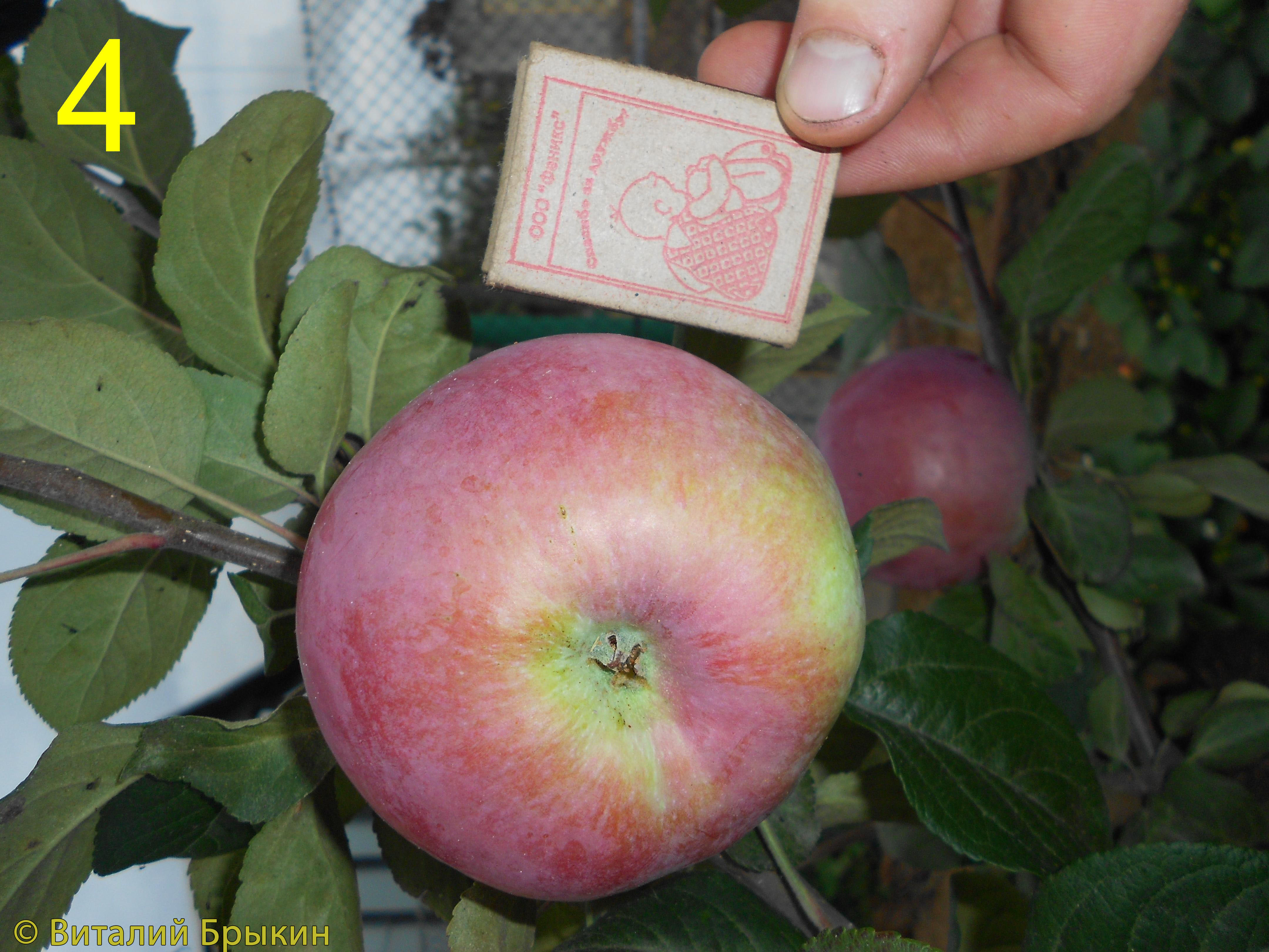 Яблоня Отличник - описание сорта и фото яблок