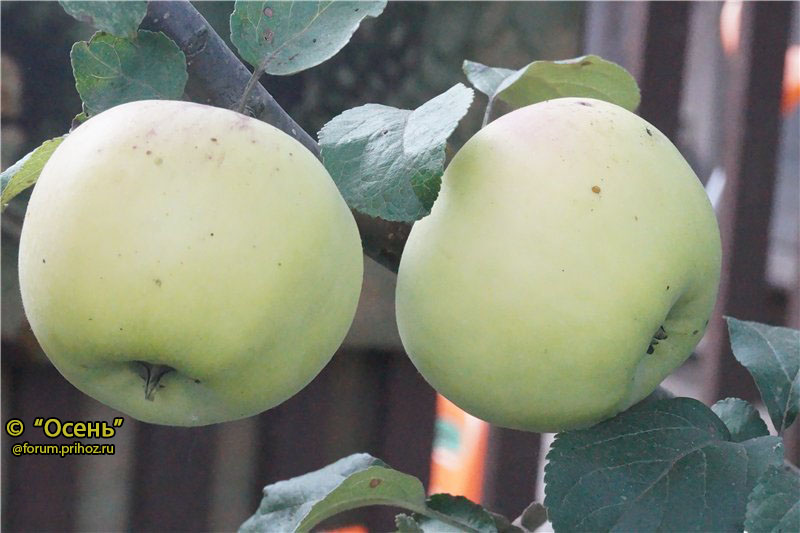 Яблоня Победа Петрова - описание сорта и фото яблок