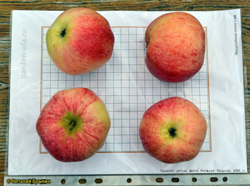 Рекомендации по выращиванию и обрезке яблони 