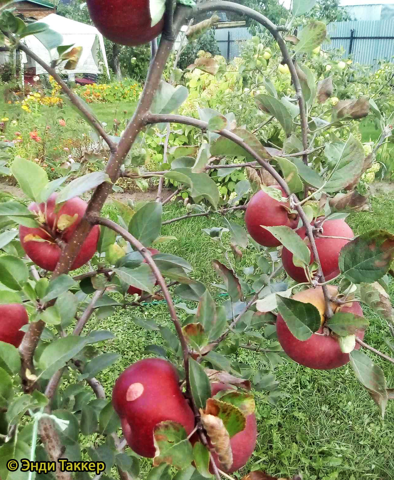 Яблоня Редкрофт - описание сорта и фото яблок