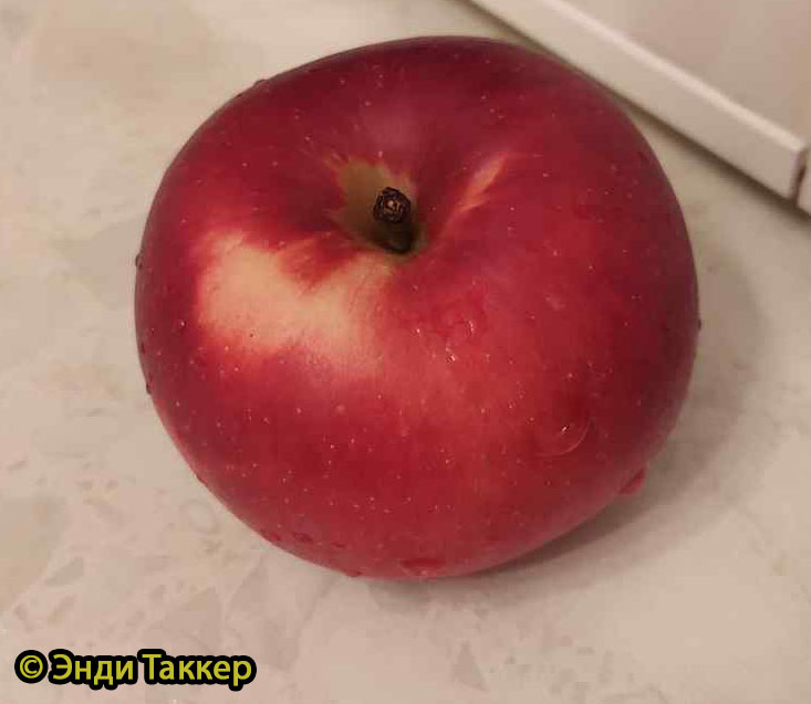 Яблоня Редкрофт - описание сорта и фото яблок