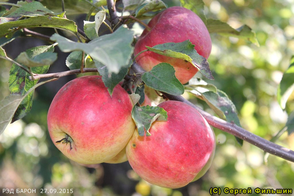 Яблоня Рэд Барон - описание сорта и фото яблок