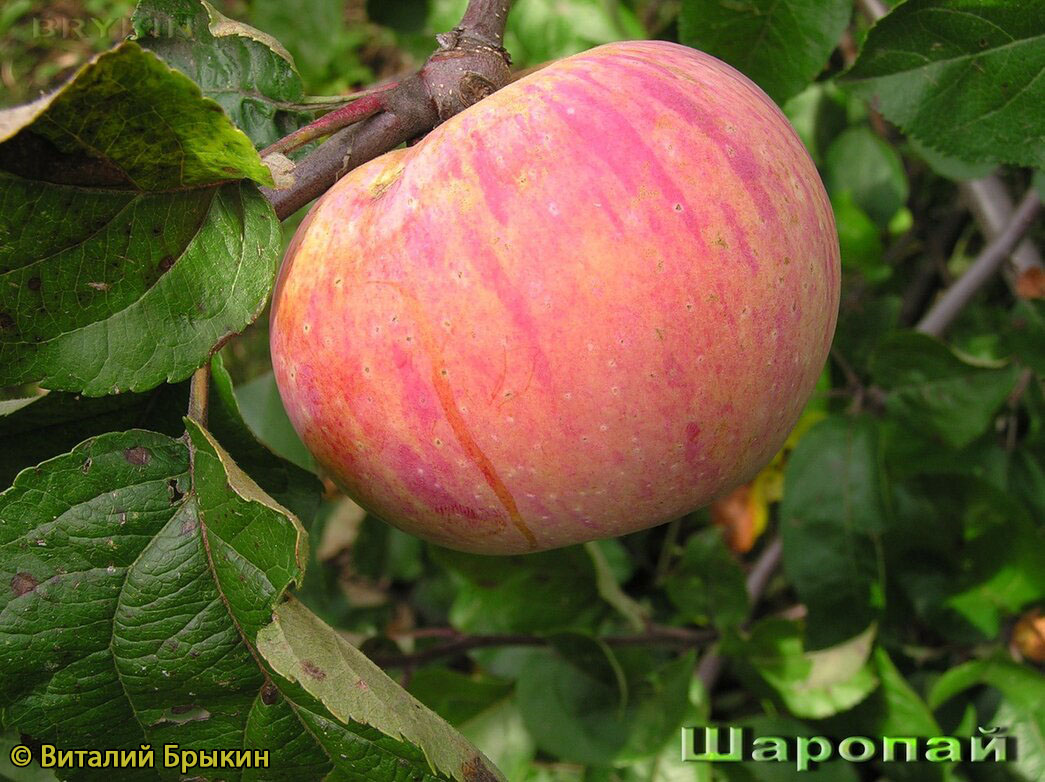 Яблоня Шаропай - описание сорта и фото яблок