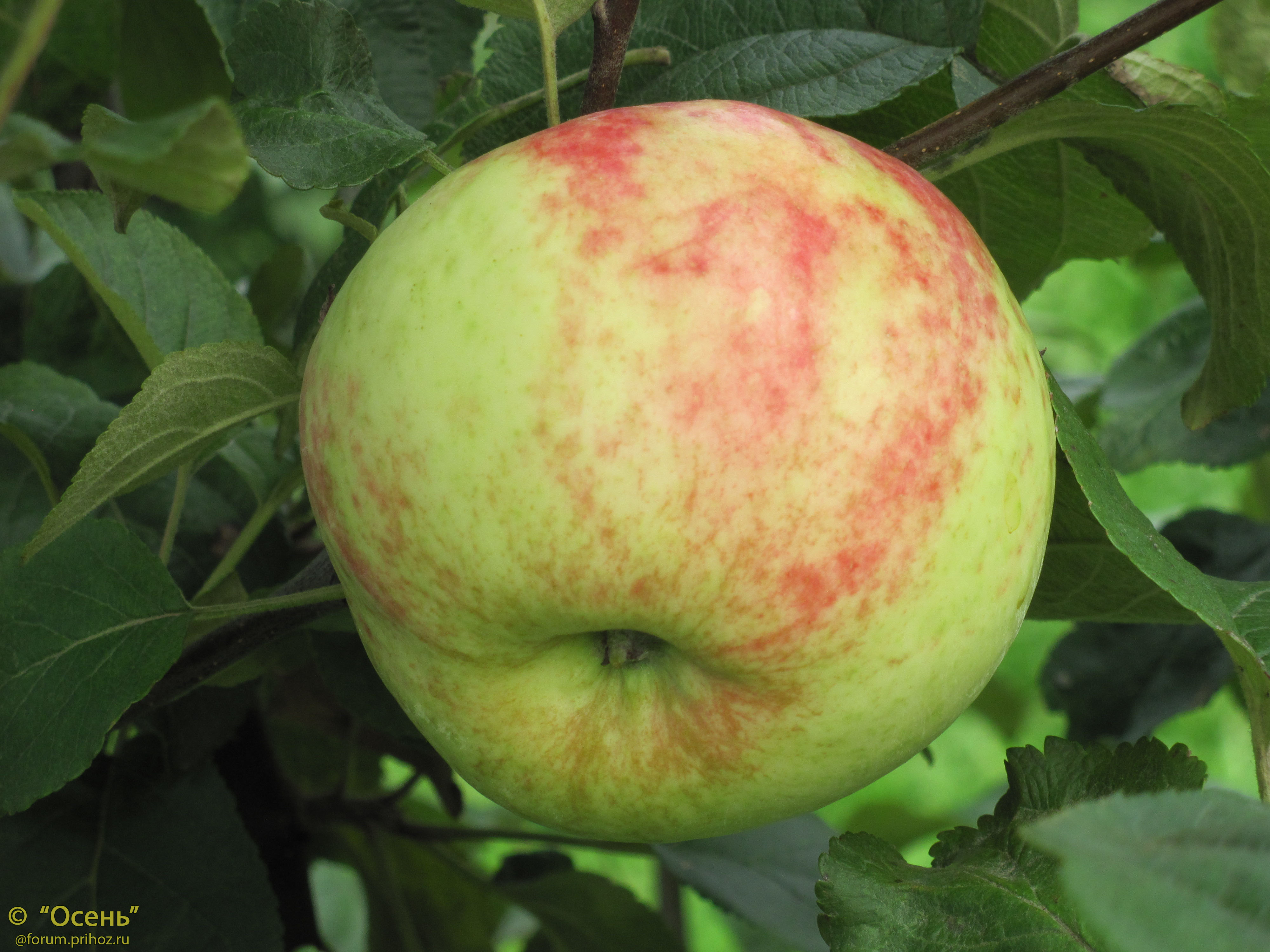 Яблоня Койт - описание сорта и фото яблок