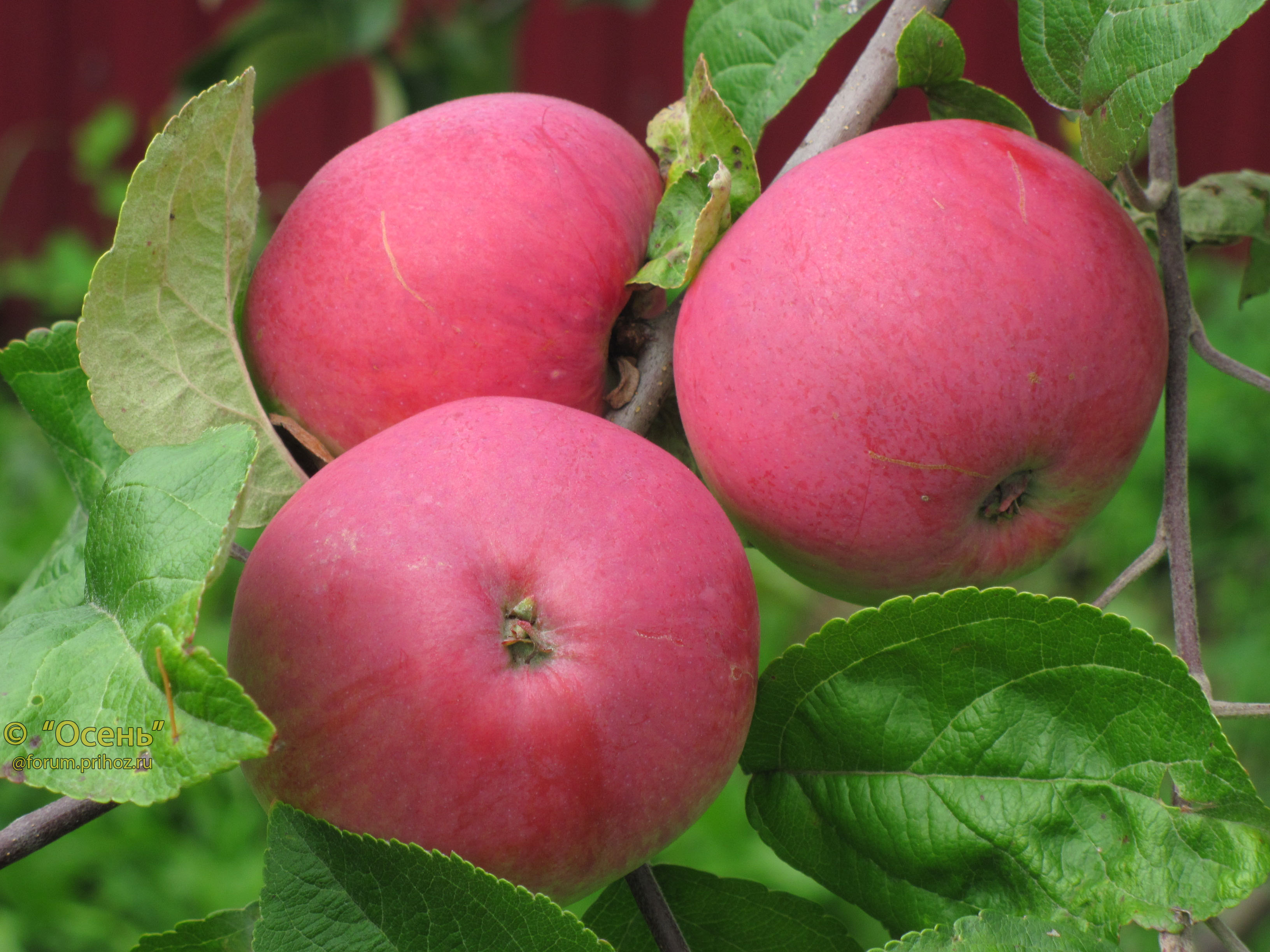 уральская розовая яблоня фото