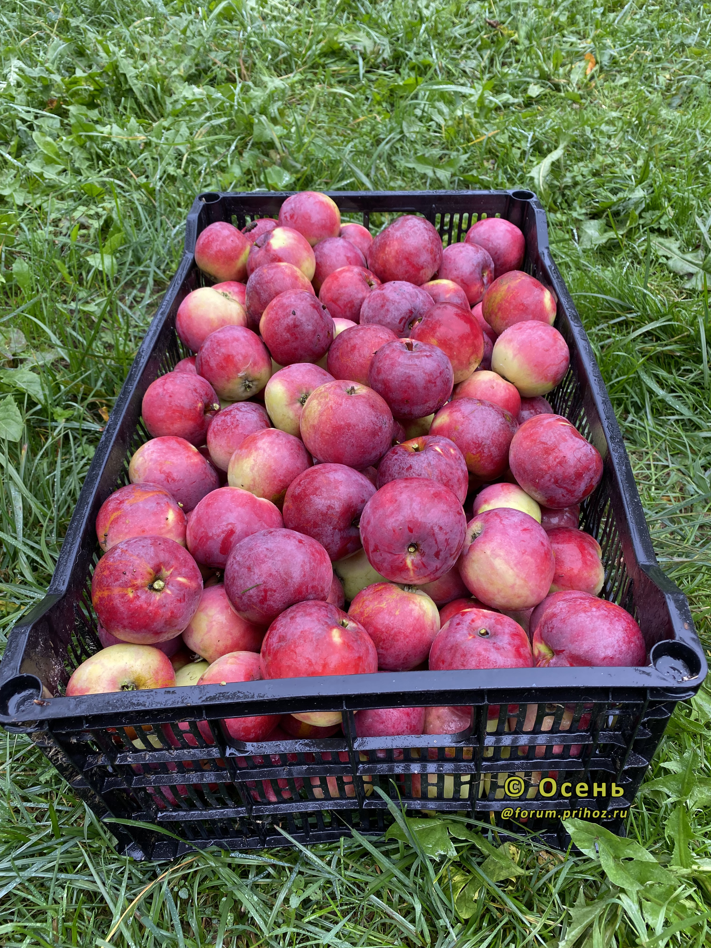 Яблоня Звездочка - описание сорта и фото яблок