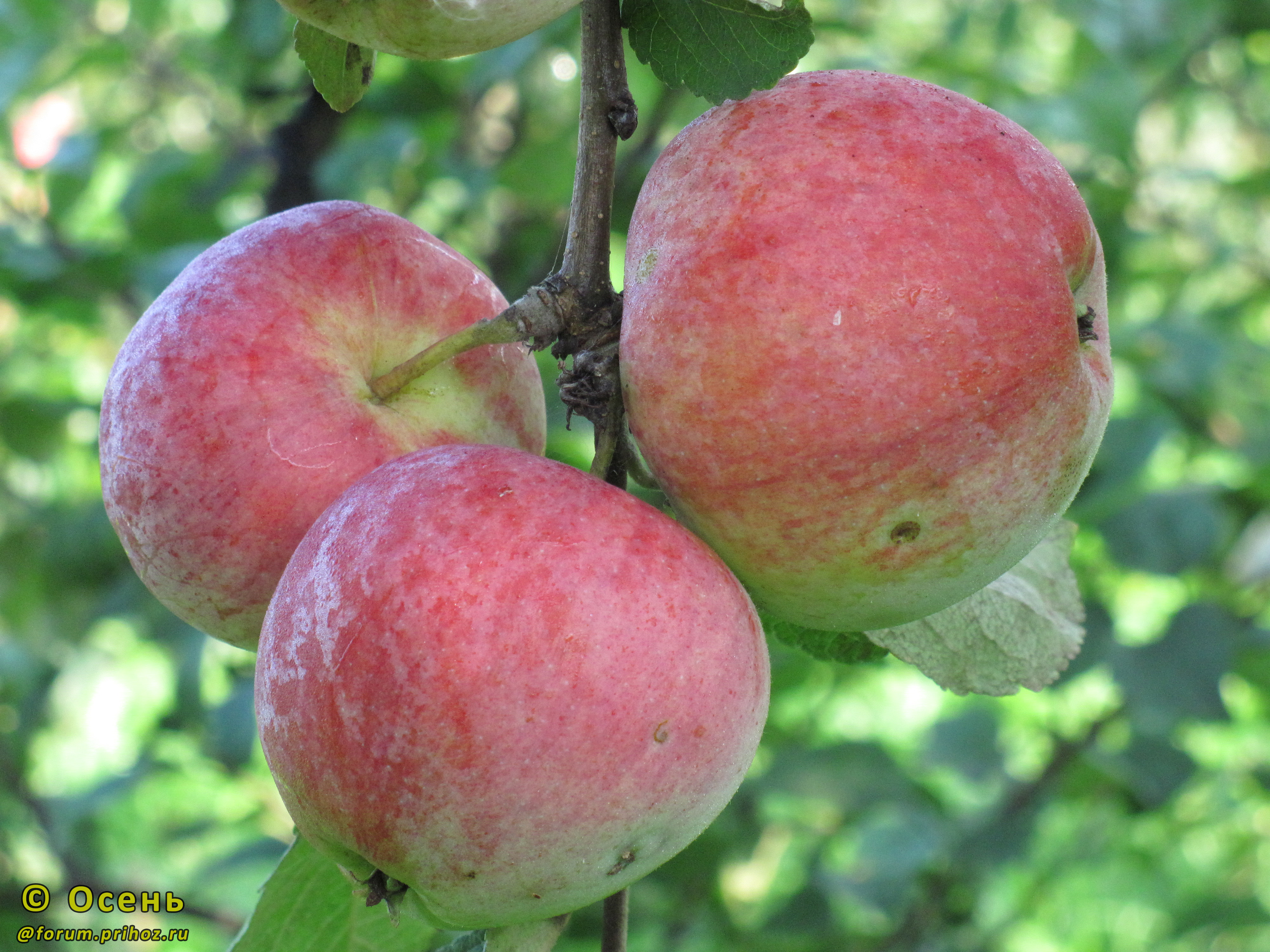 Яблоня Московское Красное - описание сорта и фото яблок