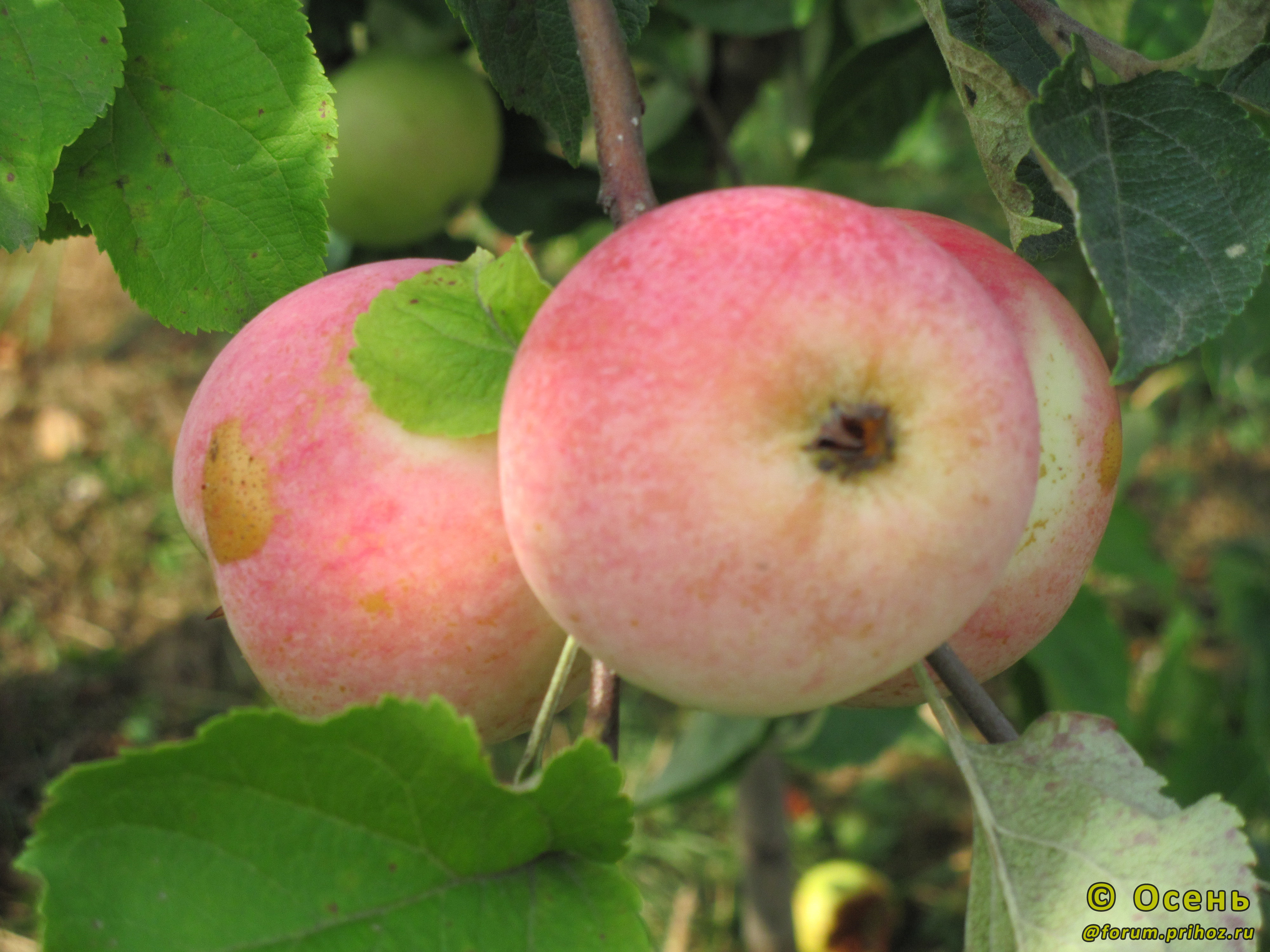 Устойчивость яблони Розовый Налив к болезням