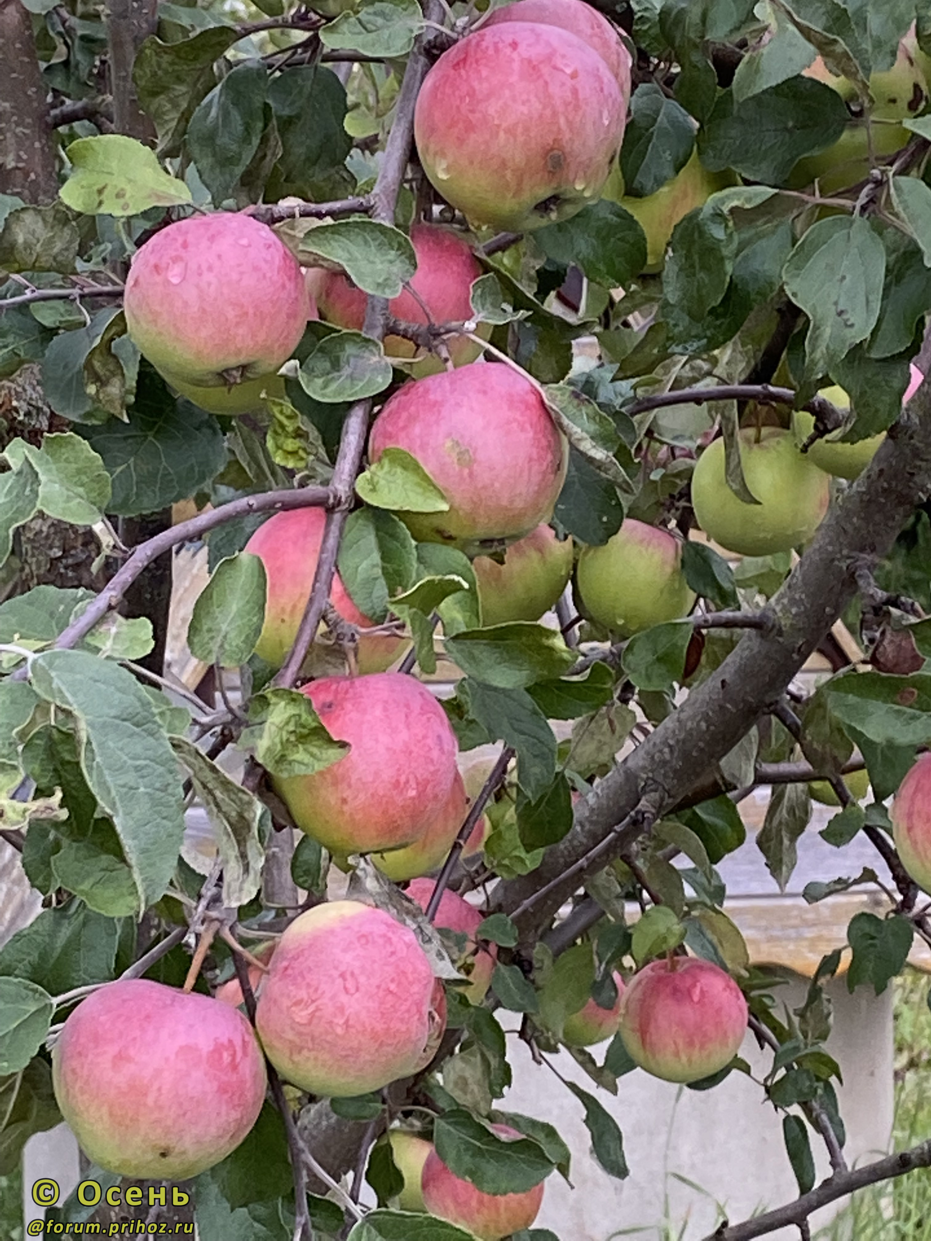 Яблоня Пепинка Литовская - описание сорта и фото яблок